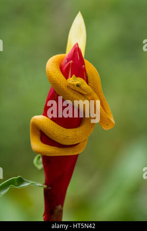 Wimpern-Viper, gehörnten Palm Viper, Bothriechis Schlegelii, Schlegels Palm Viper ist eine relativ kleine arboreal Grubenotter.  Es hat Supraciliary Skala Stockfoto