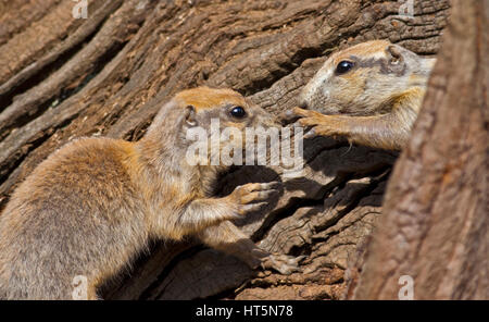 Zwei Juvenile Black-Tailed Präriehunde (Cynomys sich) Stockfoto