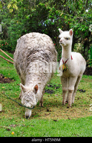 Mutter und Baby Lamas (Lama Glama) in einem Garten.  El Tambo.  Ingapirca.  Ecuador Stockfoto