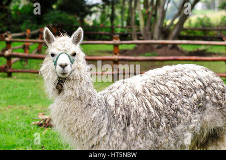 Lama (Lama Glama) in einem Garten.  El Tambo.  Ingapirca.  Ecuador Stockfoto