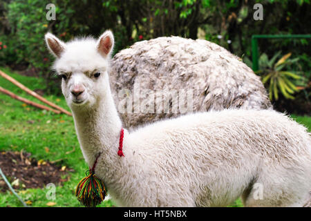 Baby Lama (Lama Glama) in einem Garten.  El Tambo.  Ingapirca.  Ecuador Stockfoto