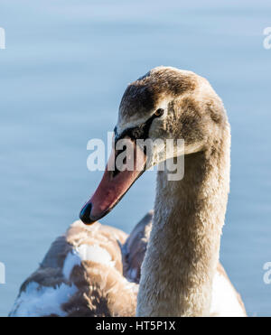 Höckerschwan bei Aldenham Country Park, Elstree, UK Stockfoto