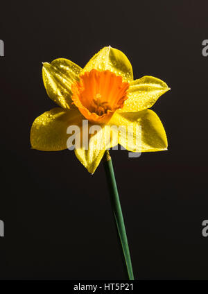 Einzelne Narzisse gefangen in einem Studio vor einem schwarzen Hintergrund, London, UK Stockfoto