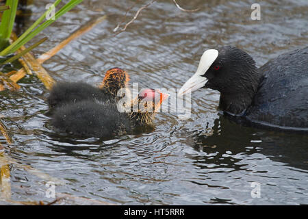 Foto von einem Erwachsenen Blässhuhn Fütterung eines der zwei Küken beim Schwimmen auf dem Wasser Stockfoto
