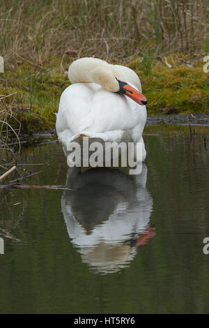 Foto von einem erwachsenen männlichen Höckerschwan putzen sich in Wasser mit seinem Spiegelbild im Wasser aufhalten Stockfoto