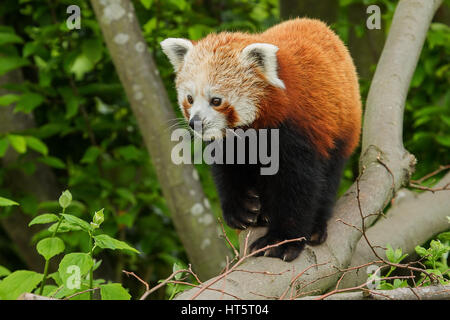 Foto eines schönen Erwachsenen Red Panda zu Fuß entlang einer Zweigniederlassung Blick auf etwas Stockfoto