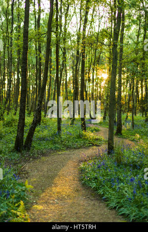 Die Sonne scheint durch einen Wald von Bäumen, die sich durch einen gewundenen Pfad mit Glockenblumen entlang dem Boden im Frühjahr (Hyacinthoides non-scripta) Stockfoto