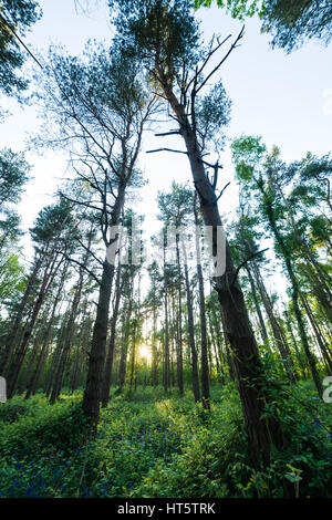 Die Sonne scheint durch einen Wald von Bäumen mit Glockenblumen entlang dem Boden im Frühjahr (Hyacinthoides non-scripta) Stockfoto