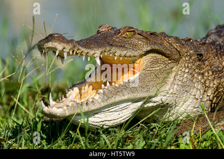 Nilkrokodil (Crocodylus niloticus) Aalen in Sonne, Lake Baringo, Kenia Stockfoto