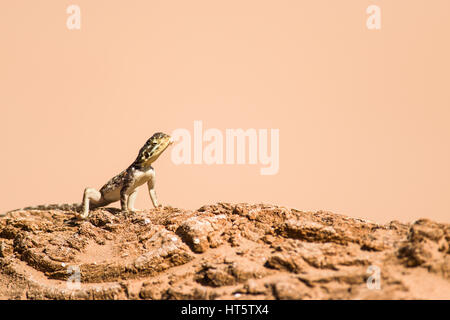 Sonnenbaden weiblichen Agama Lizard (Agama lionotus) Stockfoto