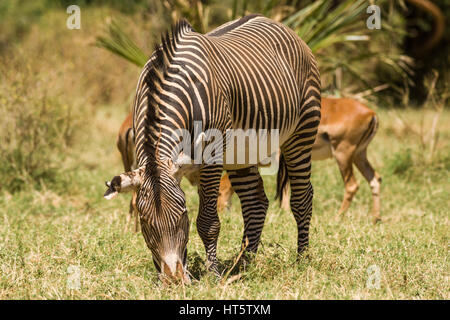 Die Grevy Zebra (Equus grevyi) Beweidung, Samburu Stockfoto