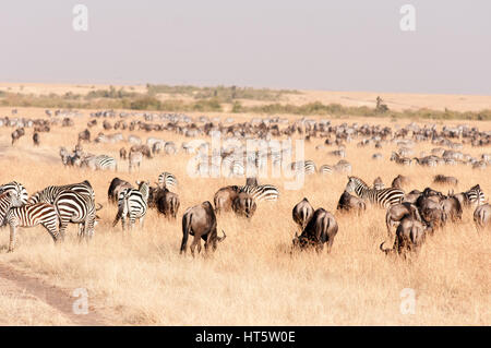 Gnus und Zebras Migration in offenen trockenes Gras, Masai Mara Stockfoto