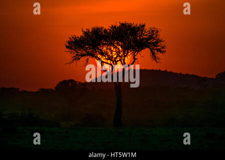 Eine einzelne Akazie wird von der untergehenden Sonne und Roter Himmel dahinter silhouetted, Masai Mara, Kenia Stockfoto