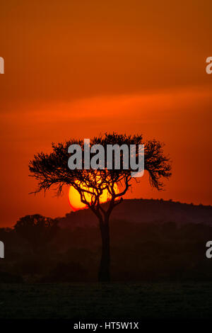 Eine einzelne Akazie wird von der untergehenden Sonne und Roter Himmel dahinter silhouetted, Masai Mara, Kenia Stockfoto