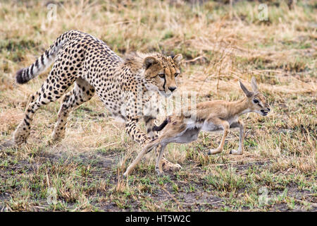 Gepard (Acinonyx jubatus) Jagen Jugendliche Gazelle, Maasai Mara Stockfoto