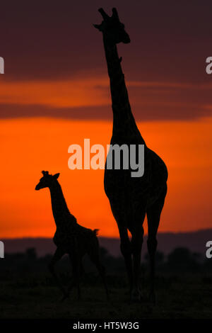 Zwei Giraffen Silhouette gegen einen roten Himmel bei Sonnenaufgang, Masai Mara National Reserve, Kenia, Ostafrika Stockfoto