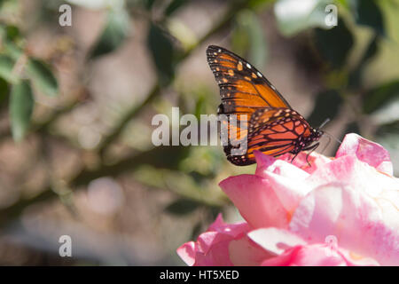 Monarch butterfly auf Rose Blume, Buenos Aires, Argentinien. Stockfoto