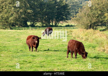 Lincoln Rotvieh Iken Suffolk UK Stockfoto