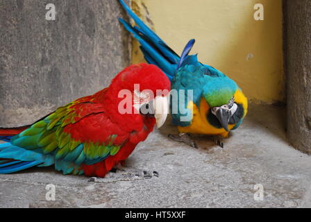 Zwei Papageien (blau-gelbe Ara und Rot-Grüne Aras) sitzen auf dem Boden. Stockfoto