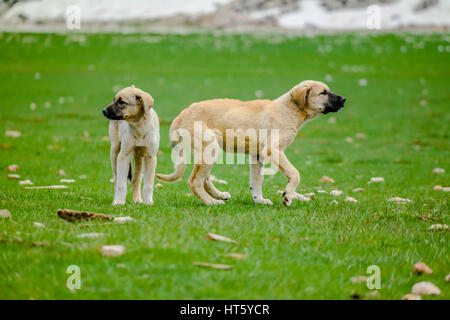 Welpen Kangal Hunde anatolian sheperd Stockfoto