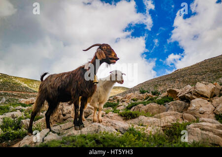 Ziegenbock und Nanny Goat Posen ruft der Herde Stockfoto