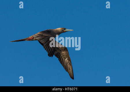 Red footed Booby (Sula Sula) im Flug in der Nähe der Insel San Cristobal (Galapagos, Ecuador). Stockfoto