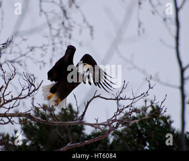 Ein Weißkopfseeadler (Haliaeetus leucocephalus) nimmt Flug in den Wäldern. Stockfoto