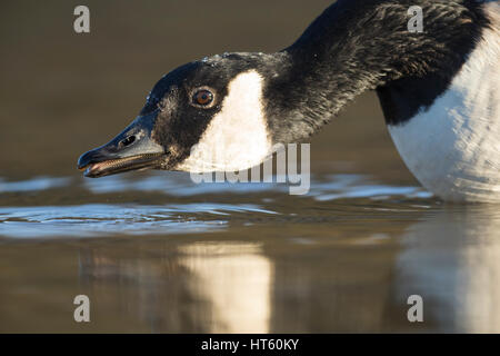 Kanadagans Branta Canadensis, Carsington Trinkwasser, Derbyshire, UK im Januar. Stockfoto