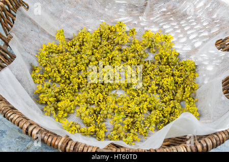 Blüten der Kornelkirsche Werden Getrocknet. Kornell-ueberzeugt, Kornellkirsche, Kornel-ueberzeugt, Kornelkirsche Cornus Mas, Cornelian Cherry, europäischen ADR Stockfoto