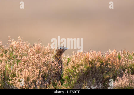 Weibliche Moorschneehuhn (Lagopus Lagopus Scoticus) Schottland, Vereinigtes Königreich. Nahaufnahme in Heather starrte in die Ferne Stockfoto