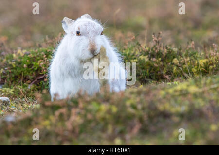 Schneehase (Lepus Timidus) saugen ihre Zehen während der Pflege, im Winter Mantel, Cairngorms, Schottland, Großbritannien Stockfoto