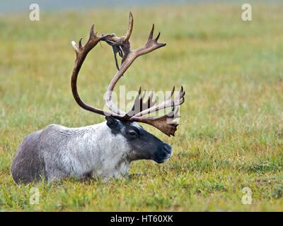 Ein Karibu liegt in der Wiese nahe dem Ublasaun-Rentier-Camp in der Bering Land Bridge National Preserve, Alaska. Rentier der Region in der Zeit um 1900 brachten, schwindende Karibu-Herden für die einheimische Bevölkerung Alaskas Inupiaq zu ersetzen. Stockfoto