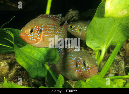 Lifalilis Buntbarsch, Juwelenbuntbarsch, Juwelen-Buntbarsch, Roter Cichlide Hemichromis Lifalili, blutrote Perle Buntbarsch Stockfoto