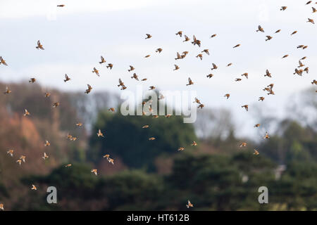 Gemeinsamen Hänfling Zuchtjahr Cannabina, Herde, im Flug, innere Marsh Farm, Cheshire, UK im Januar. Stockfoto