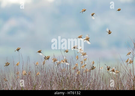 Gemeinsamen Hänfling Zuchtjahr Cannabina, Winter Herde, thront in Hecke, Otmoor RSPB Reserve, Oxfordshire, Vereinigtes Königreich im Januar. Stockfoto