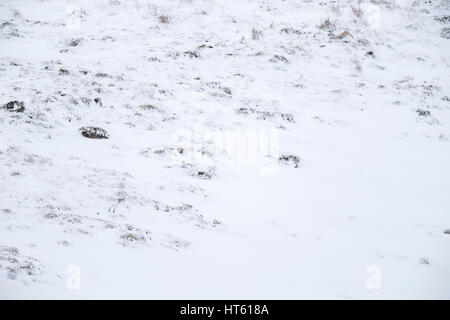 Berg Hase Lepus Timidus, Erwachsene, über schneebedeckte Berge, Findhorn Tal, Schottland im Februar ausgeführt. Stockfoto