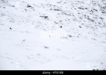 Berg Hase Lepus Timidus, Erwachsene, über schneebedeckte Berge, Findhorn Tal, Schottland im Februar ausgeführt. Stockfoto