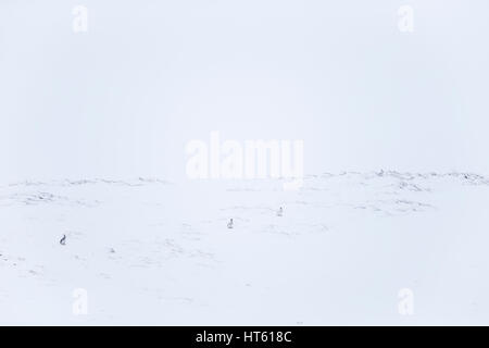 Berg Hase Lepus Timidus, vier Erwachsene sitzen Warnung auf verschneiten Bergen, Findhorn Tal, Schottland im Februar. Stockfoto