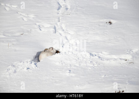 Schneehase Lepus Timidus, Erwachsene, ruht in Form von Schnee mit Fußspuren, Findhorn Tal, Schottland im Februar. Stockfoto