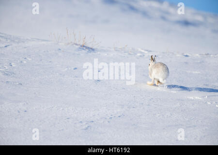 Berg Hase Lepus Timidus, Erwachsene, über schneebedeckte Berge, Findhorn Tal, Schottland im Februar ausgeführt. Stockfoto