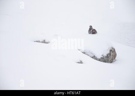 Moorschneehuhn Lagopus Lagopus Scotica, versunken im Schnee, Strathdearn, Highlands, UK im Februar. Stockfoto