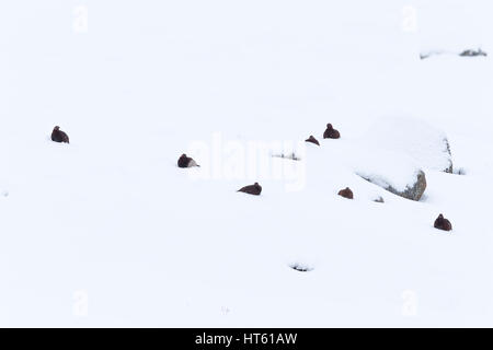 Moorschneehuhn Lagopus Lagopus Scotica, Covey, versunken im Schnee, Strathdearn, Highlands, UK im Februar. Stockfoto