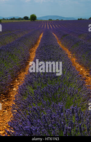 Reihen von Lavendel in der Nähe von Valensole in Provence, Frankreich. Stockfoto