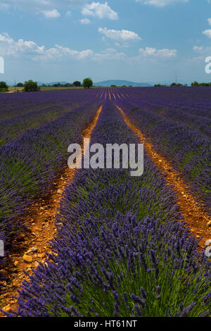 Reihen von Lavendel in der Nähe von Valensole in Provence, Frankreich. Stockfoto