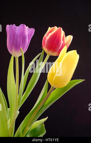 Drei Tulpen, rot, gelb und lila in vase Stockfoto