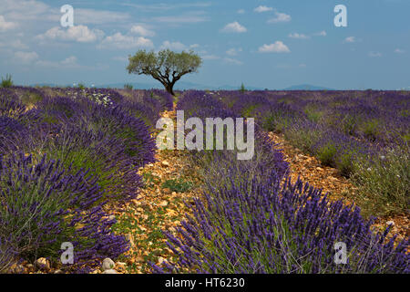 Ein einsamer Baum steht in einem Feld von Lavendel in der Provence, Frankreich. Stockfoto