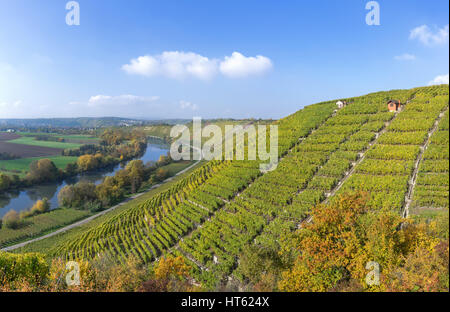 Weinberge im Herbst am Fluss Neckar Stockfoto