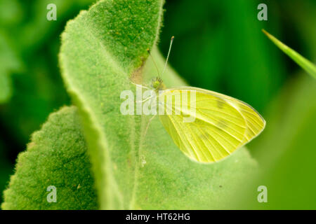 Eine Makroaufnahme eines kleinen, gelben Safran Schmetterlings ruht auf einem fuzzy nicht glatt, hell grün Königskerze Blatt, mit soft-Focus im Hintergrund. Stockfoto