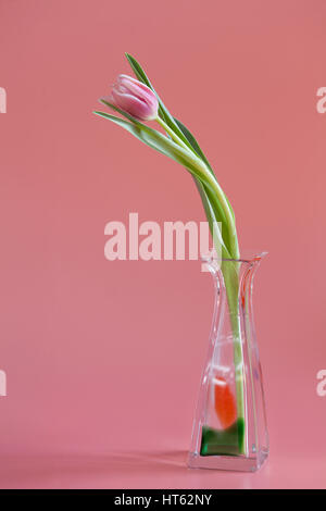 einzigen rosa Tulpe mit Glasvase isoliert Stockfoto