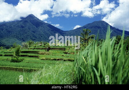 die Landschaft der Reisfelder und Reis Terrasse ordentlich Tegallalang nahe Ubud der Insel Bali in Indonesien in Südostasien Stockfoto